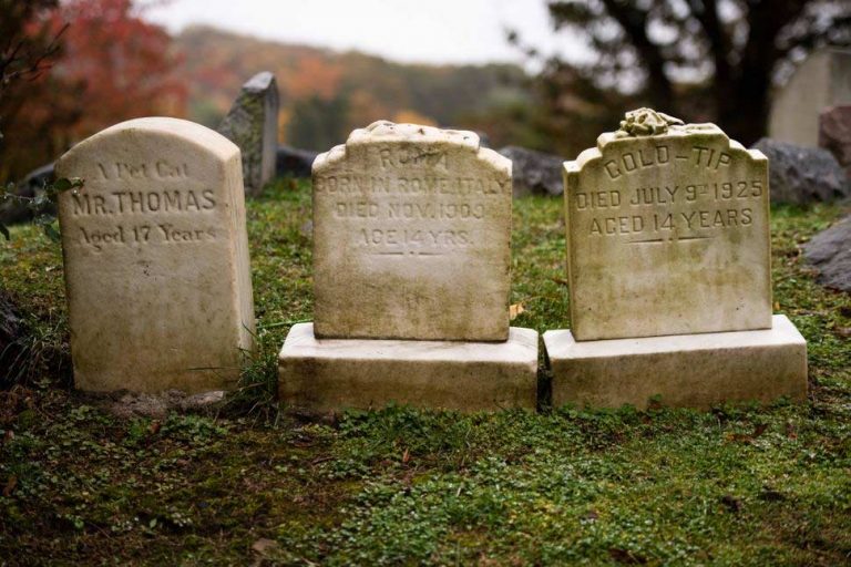 Furry Friends Forever